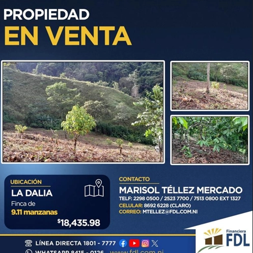 LA-DALIA_1-e1734655956896